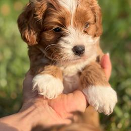 Eddie - Golden male Cockapoo puppy in Pledger, Texas from Sugarbear Cockapoos