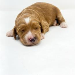 Rocket - Red  male Goldendoodle puppy in Davison, Michigan from Dreaming Doodles