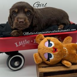 Hazel - Chocolate and tan female Dachshund puppy in Montevallo, Alabama from Mallard's Miniature Dachshunds