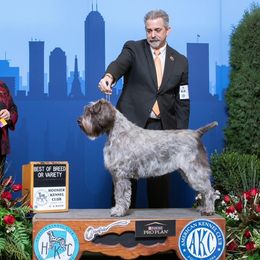 Baylor - Wirehaired Pointing Griffon