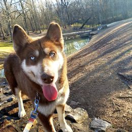 Mama Fortuna - Siberian Husky