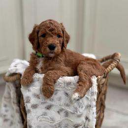 Spike- Green - Apricot male Goldendoodle puppy in Bay City, Texas from Charming Doods Goldendoodles