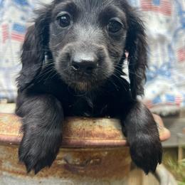 Black beauty - Black male Dachshund puppy in Payette, Idaho from NT Mini Doxies