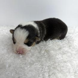 Charlie - Black and tan male Pembroke Welsh Corgi puppy in Hillsville, Virginia from Bonderosa Kennels
