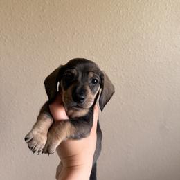 Male 4 (white collar) - Wild boar male Dachshund puppy in Modesto, California from Once Upon a Mini Dachshund