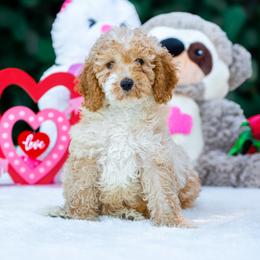 Benji - Apricot male Poodle puppy in Fort Myers, Florida from Blossom Paws