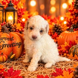 Daisey - White female Cavapoo puppy in Myrtle Beach, South Carolina from Colorful-K9'S