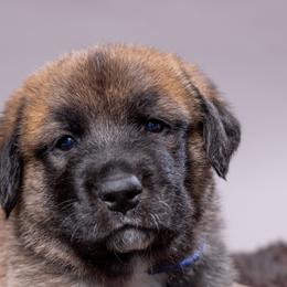 Anatolian Shepherd Dog Puppies from Fiddler’s Dream Anatolians