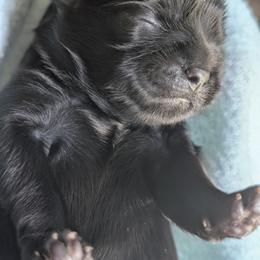 Dolly - Black female Shih Tzu puppy in Claxton, Georgia from Small Pawz Shih tzu
