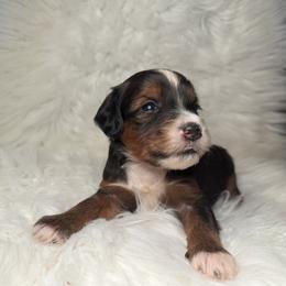 Goldendoodle Puppies from Luxe Doodle Haven
