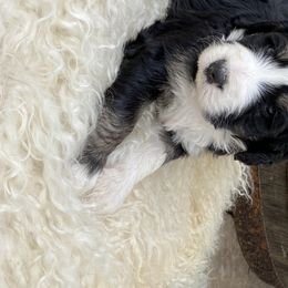 Bernedoodle Puppies from Oodles of Doodles