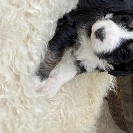 Bernedoodle Puppies from Oodles of Doodles