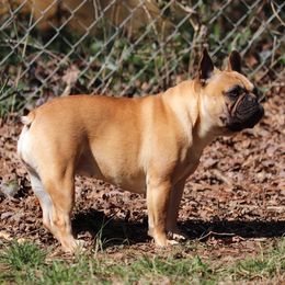Mia - French Bulldog