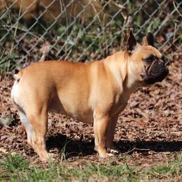 Mia - French Bulldog