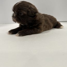 Shih Tzu Puppies from Moore Shih Tzus