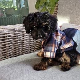 Cavapoo Puppies from Panda Puppies