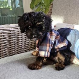 Cavapoo Puppies from Panda Puppies