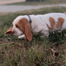 Jeffro- Black 63 - Red and white male Basset Hound puppy in Conway, Missouri from Ozark Mountain Kennel