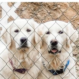 Golden Retriever Puppies from Triple D Ranch