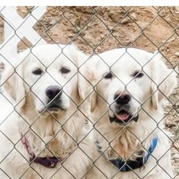 Golden Retriever Puppies from Triple D Ranch