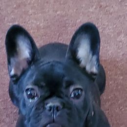 French Bulldogs from Loyal Companion Kennels