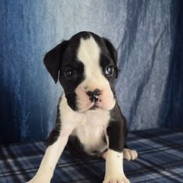 Cadogans Razzmatazz - Brindle male Boxer puppy in Clinton, Iowa from Cadogans Boxers