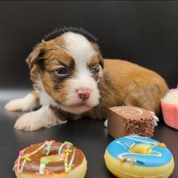 Red Velvet - Red male Havanese puppy in Marysville, Ohio from Sweet Confections Havanese