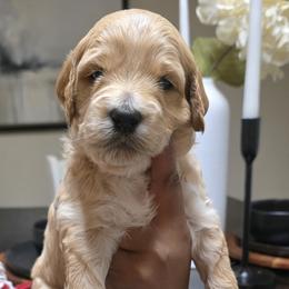 Leap (lime green collar) - Apricot male Goldendoodle puppy in Richmond, Virginia from Highland Grove Doodles, LLC