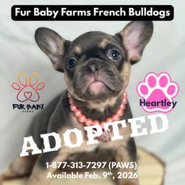 Heartley - Tricolors female French Bulldog puppy in Michigan from Fur Baby Farms