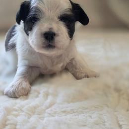 Carl Dean - Brown and white male Shichon puppy in Ronda, North Carolina from Willow River