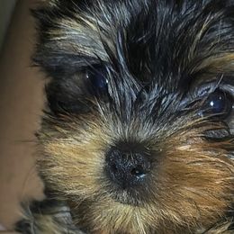 Yorkshire Terriers from YorkieLover