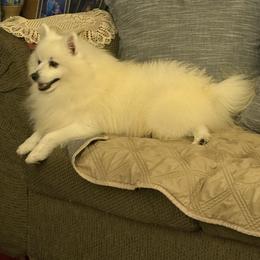 Moana - American Eskimo Dog