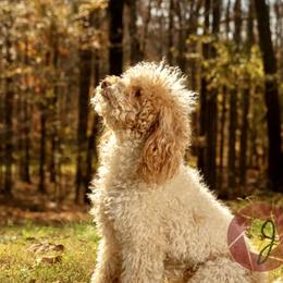 Beignet - Poodle