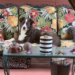 Robin - Australian Shepherd