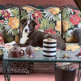 Robin - Australian Shepherd
