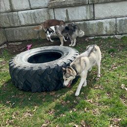 Marley - Siberian Husky