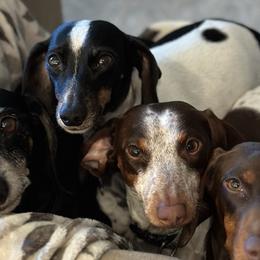 Dachshunds from LongDogs Bakersfield