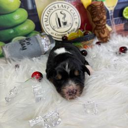Cosmo (cosmopolitan) - Black tri-color male Australian Shepherd puppy in Fredericksburg, Virginia from Cooper Ridge Aussies