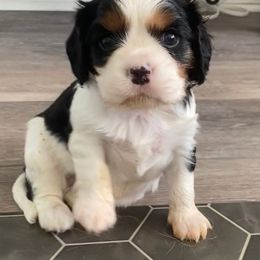 Cavalier King Charles Spaniel Puppies from Colorful Cavaliers