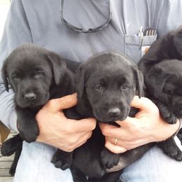 Labrador Retriever Puppies from Aldrich Mountain Labradors