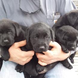 Labrador Retriever Puppies from Aldrich Mountain Labradors