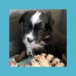 Miniature American Shepherd, Miniature Australian Shepherd, and Toy Australian Shepherd Puppies from Sunset Hill Mini & Toy Aussies