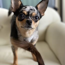 Fiddle - Chihuahua