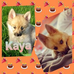 French Bulldog and Pomsky Puppies from Ba's Designer Puppies