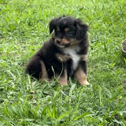Brown paws - Black tri male Miniature Australian Shepherd puppy in Graham, North Carolina from Thompson Farm Mini Aussies