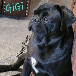 Gigi - Pug