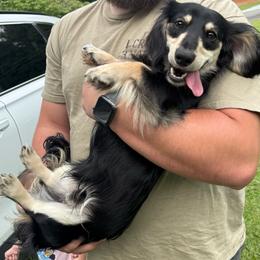 Dachshund puppies from Hillside Hounds