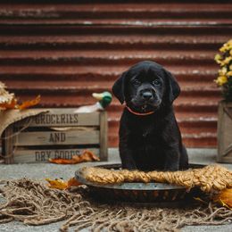 Labrador Retriever Puppies from Prince Labradors