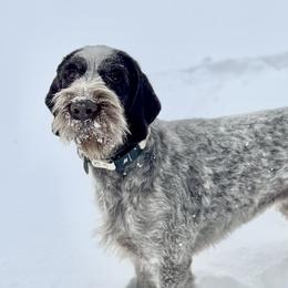 Dutton - German Wirehaired Pointer