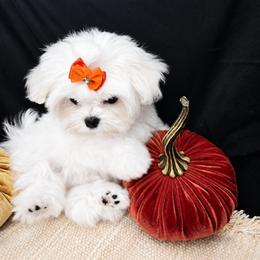 Luca - White male Maltese puppy in Mercer, Pennsylvania from Stone Ridge Maltese